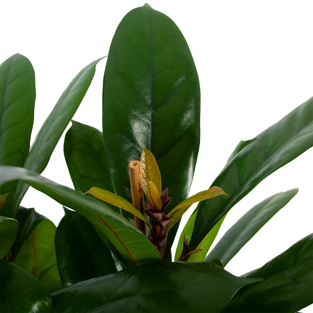 Ficus Cyathistipula - Groene Vijg - Toef - P34 H120 - Kamerplant 4 Ficus Cyathistipula - Groene Vijg - Toef - P34 H120 - Kamerplant - Afbeelding 2