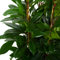 Ficus Cyathistipula - Groene Vijg - Toef - P34 H120 - Kamerplant 8 Ficus Cyathistipula - Groene Vijg - Toef - P34 H120 - Kamerplant -Tuinplantenwinkel ficus cyathistipula groene vijg toef p34 h120 6 3