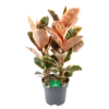 Ficus Elastica Belize - Rubberboom - P27 H100 - Kamerplant 1 Ficus Elastica Belize - Rubberboom - P27 H100 - Kamerplant -Tuinplantenwinkel ficus elastica belize rubberboom p27 h100 1