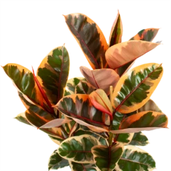 Ficus Elastica Belize - Rubberboom - P27 H100 - Kamerplant -Tuinplantenwinkel ficus elastica belize rubberboom p27 h100 5