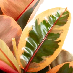 Ficus Elastica Belize - Rubberboom - P27 H100 - Kamerplant -Tuinplantenwinkel ficus elastica belize rubberboom p27 h100 6