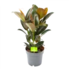 Ficus Elastica Melany - Rubberboom - P19 H55 - Kamerplant -Tuinplantenwinkel ficus elastica melany rubberboom p19 h55 1