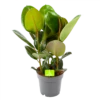 Ficus Elastica Robusta - Rubberboom - P19 H55 - Kamerplant 2 Ficus Elastica Robusta - Rubberboom - P19 H55 - Kamerplant -Tuinplantenwinkel ficus elastica robusta rubberboom p19 h55 1