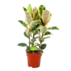 Ficus Elastica Tineke - Rubberboom - P27 H100 - Kamerplant -Tuinplantenwinkel ficus elastica tineke treurvijg p27 h100 4