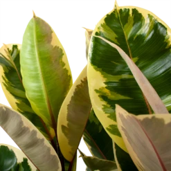 Ficus Elastica Tineke - Rubberboom - P27 H100 - Kamerplant -Tuinplantenwinkel ficus elastica tineke treurvijg p27 h100 5