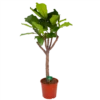 Ficus Lyrata Op Stam - Tabaksplant - P30 H150 - Kamerplant -Tuinplantenwinkel ficus lyrata op stam tabaksplant p30 h150 kamerplant 1