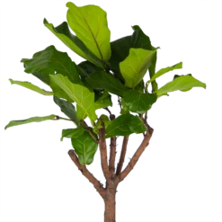 Ficus Lyrata Op Stam - Tabaksplant - P30 H150 - Kamerplant -Tuinplantenwinkel ficus lyrata op stam tabaksplant p30 h150 kamerplant 3