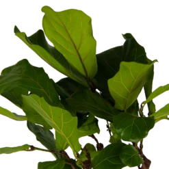 Ficus Lyrata Op Stam - Tabaksplant - P30 H150 - Kamerplant -Tuinplantenwinkel ficus lyrata op stam tabaksplant p30 h150 kamerplant 4