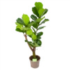 Ficus Lyrata Vertakt - Tabaksplant - P24 H130 - Kamerplant -Tuinplantenwinkel ficus lyrata tabaksplant p24 h130 1 3