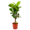 Ficus Lyrata Vertakt - Tabaksplant - P30 H130 - Kamerplant -Tuinplantenwinkel ficus lyrata tabaksplant p30 h130 1 1