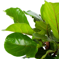 Ficus Lyrata Vertakt - Tabaksplant - P30 H130 - Kamerplant -Tuinplantenwinkel ficus lyrata tabaksplant p30 h130 5 1