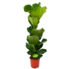 Ficus Lyrata - Tabaksplant - Toef - P21 H90 - Kamerplant 1 Ficus Lyrata - Tabaksplant - Toef - P21 H90 - Kamerplant -Tuinplantenwinkel ficus lyrata tabaksplant toef p21 h90 1 1