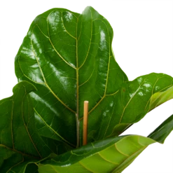 Ficus Lyrata - Tabaksplant - Toef - P21 H90 - Kamerplant -Tuinplantenwinkel ficus lyrata tabaksplant toef p21 h90 5 1