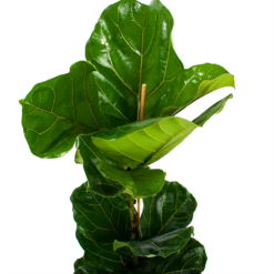 Ficus Lyrata - Tabaksplant - Toef - P21 H90 - Kamerplant -Tuinplantenwinkel ficus lyrata tabaksplant toef p21 h90 6 1