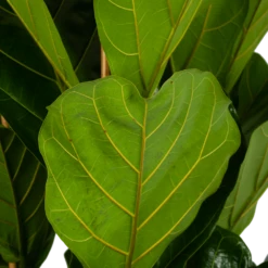 Ficus Lyrata - Tabaksplant - Toef - P35 H150 - Kamerplant -Tuinplantenwinkel ficus lyrata tabaksplant toef p35 h150 6