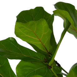 Ficus Lyrata Vertakt - Tabaksplant - P27 H140 - Kamerplant -Tuinplantenwinkel ficus lyrata vertakt tabaksplant p27 h140 kamerplant 4