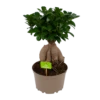Ficus Microcarpa Ginseng - Bonsai - P20 H45 - Kamerplant -Tuinplantenwinkel ficus microcarpa ginseng bonsai p20 h45 1