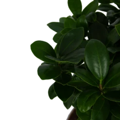 Ficus Microcarpa Ginseng - Bonsai - P20 H45 - Kamerplant 7 Ficus Microcarpa Ginseng - Bonsai - P20 H45 - Kamerplant -Tuinplantenwinkel ficus microcarpa ginseng bonsai p20 h45 5