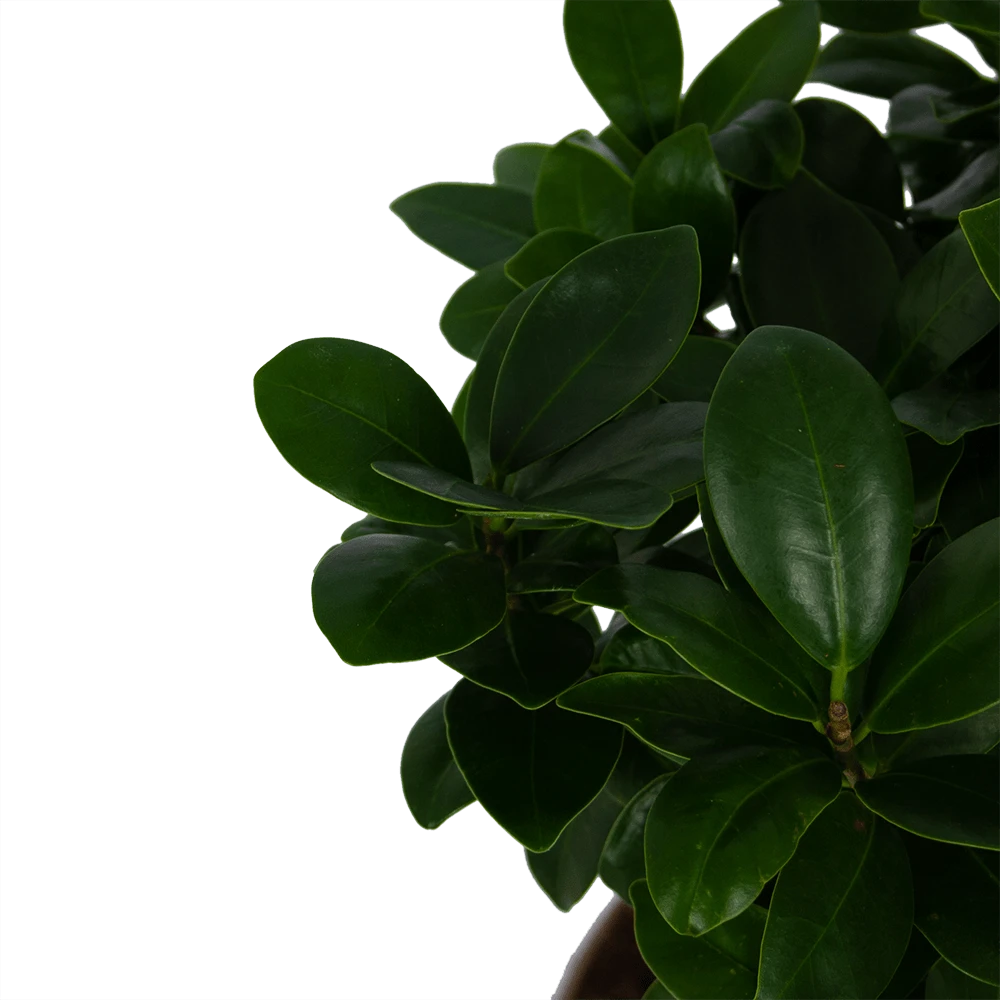 Ficus Microcarpa Ginseng - Bonsai - P20 H45 - Kamerplant 4 Ficus Microcarpa Ginseng - Bonsai - P20 H45 - Kamerplant - Afbeelding 2