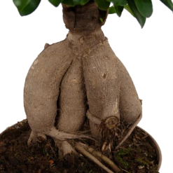 Ficus Microcarpa Ginseng - Bonsai - P20 H45 - Kamerplant 8 Ficus Microcarpa Ginseng - Bonsai - P20 H45 - Kamerplant -Tuinplantenwinkel ficus microcarpa ginseng bonsai p20 h45 6