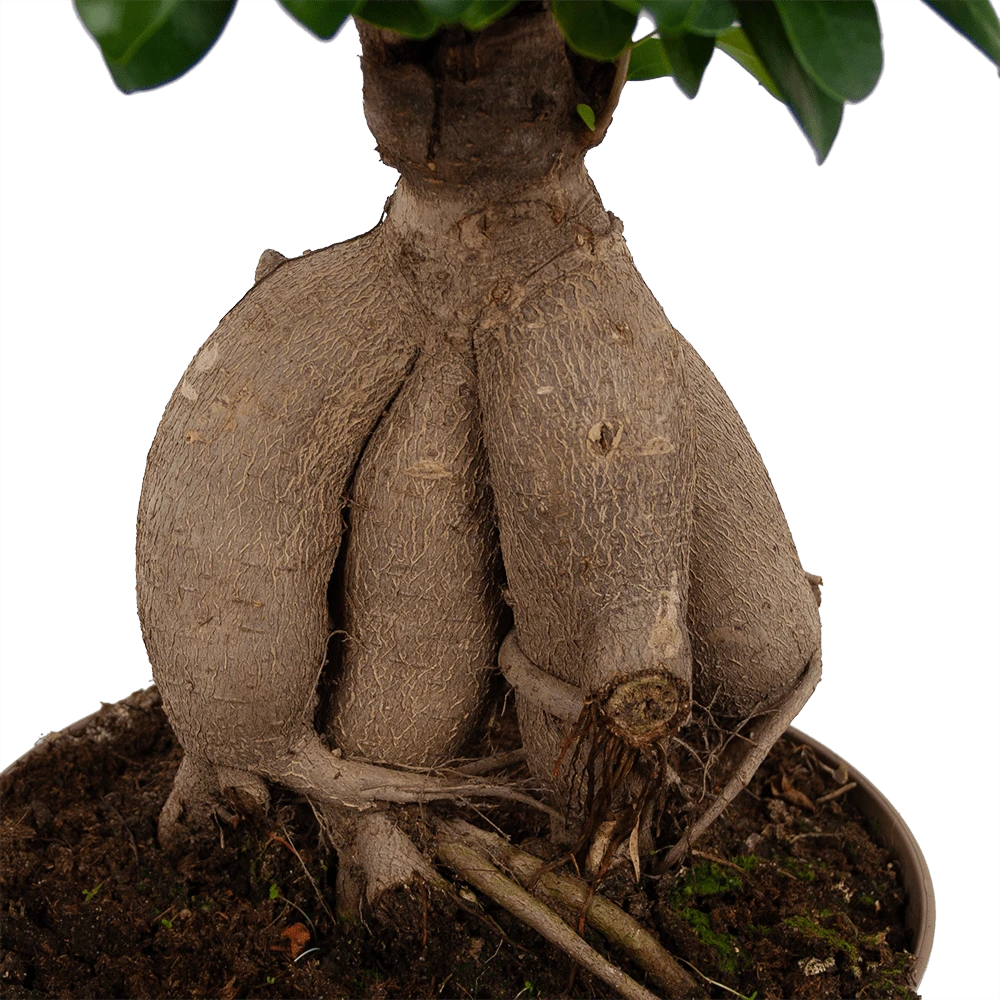 Ficus Microcarpa Ginseng - Bonsai - P20 H45 - Kamerplant 5 Ficus Microcarpa Ginseng - Bonsai - P20 H45 - Kamerplant - Afbeelding 3