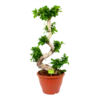 Ficus Microcarpa Ginseng - Bonsai - P29 H90 - Kamerplant -Tuinplantenwinkel ficus microcarpa ginseng bonsai p29 h90 1