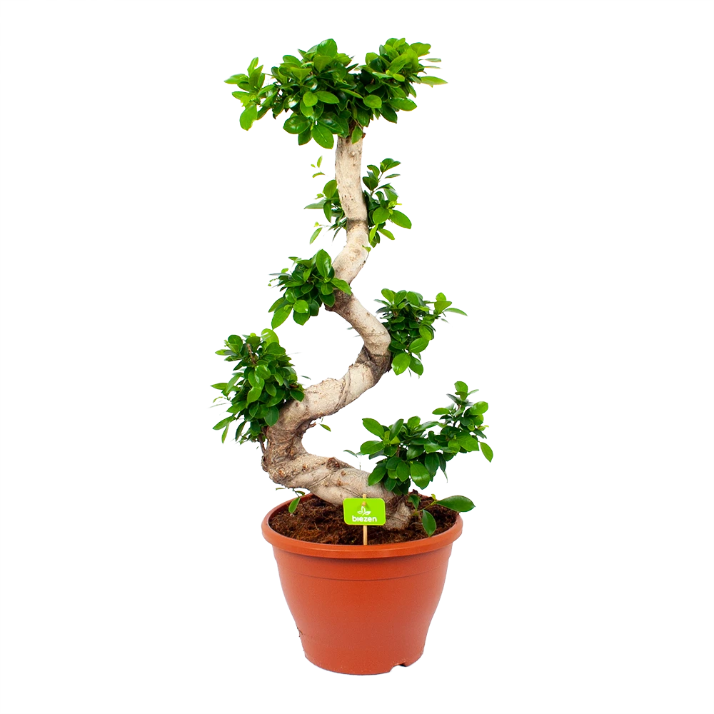 Ficus Microcarpa Ginseng - Bonsai - P29 H90 - Kamerplant 3 Ficus Microcarpa Ginseng - Bonsai - P29 H90 - Kamerplant
