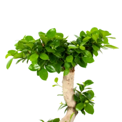 Ficus Microcarpa Ginseng - Bonsai - P29 H90 - Kamerplant 7 Ficus Microcarpa Ginseng - Bonsai - P29 H90 - Kamerplant -Tuinplantenwinkel ficus microcarpa ginseng bonsai p29 h90 5