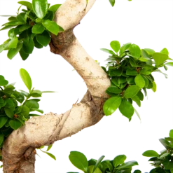 Ficus Microcarpa Ginseng - Bonsai - P29 H90 - Kamerplant 8 Ficus Microcarpa Ginseng - Bonsai - P29 H90 - Kamerplant -Tuinplantenwinkel ficus microcarpa ginseng bonsai p29 h90 6