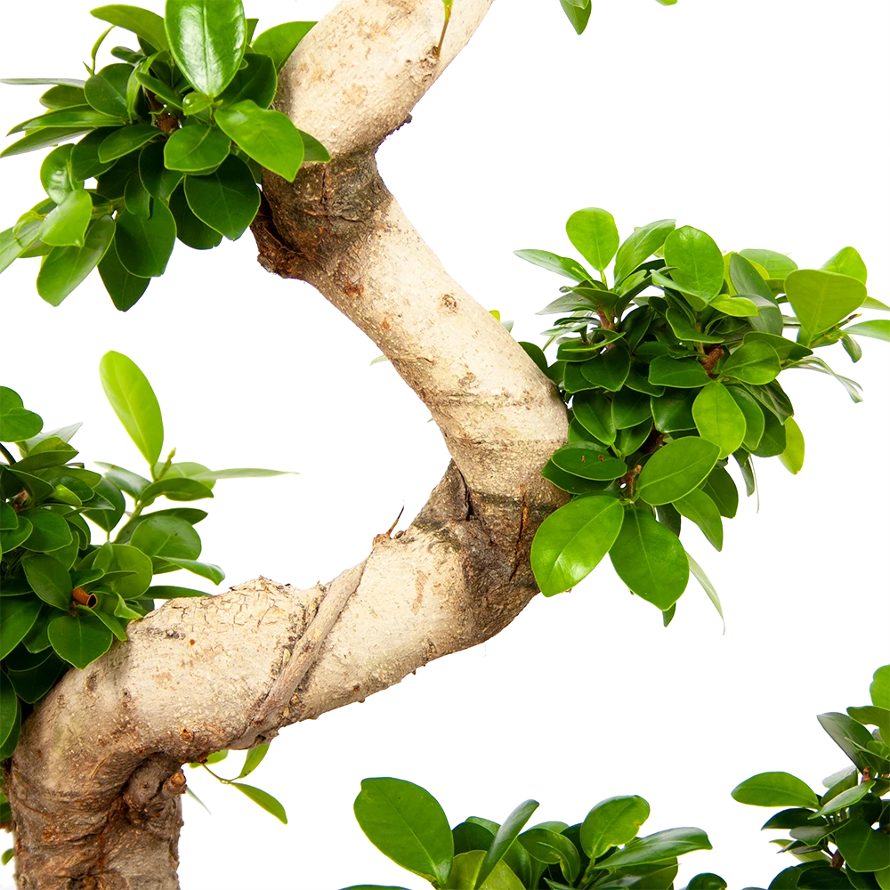 Ficus Microcarpa Ginseng - Bonsai - P29 H90 - Kamerplant 5 Ficus Microcarpa Ginseng - Bonsai - P29 H90 - Kamerplant - Afbeelding 3