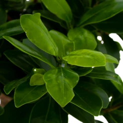 Ficus Microcarpa Ginseng In Zwarte Pot - Bonsai - P52 H100 - Kamerplant 6 Ficus Microcarpa Ginseng In Zwarte Pot - Bonsai - P52 H100 - Kamerplant -Tuinplantenwinkel ficus microcarpa ginseng bonsai p42 h90 5