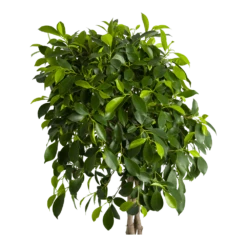 Ficus Microcarpa Nitida Op Gevlochten Stam - Treurvijg - P24 H100 - Kamerplant 8 Ficus Microcarpa Nitida Op Gevlochten Stam - Treurvijg - P24 H100 - Kamerplant -Tuinplantenwinkel ficus microcarpa nitida op gevlochten stam treurvijg p24 h100 2