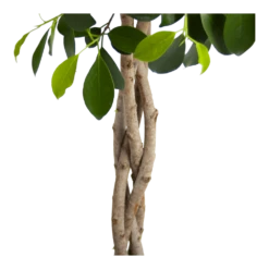 Ficus Microcarpa Nitida Op Gevlochten Stam - Treurvijg - P24 H100 - Kamerplant 9 Ficus Microcarpa Nitida Op Gevlochten Stam - Treurvijg - P24 H100 - Kamerplant -Tuinplantenwinkel ficus microcarpa nitida op gevlochten stam treurvijg p24 h100 3