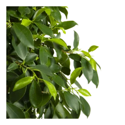 Ficus Microcarpa Nitida Op Gevlochten Stam - Treurvijg - P24 H100 - Kamerplant 10 Ficus Microcarpa Nitida Op Gevlochten Stam - Treurvijg - P24 H100 - Kamerplant -Tuinplantenwinkel ficus microcarpa nitida op gevlochten stam treurvijg p24 h100 4