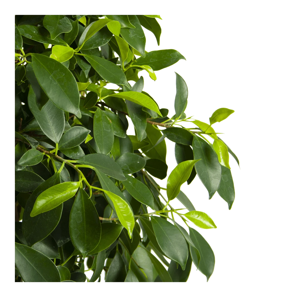 Ficus Microcarpa Nitida Op Gevlochten Stam - Treurvijg - P24 H100 - Kamerplant 6 Ficus Microcarpa Nitida Op Gevlochten Stam - Treurvijg - P24 H100 - Kamerplant - Afbeelding 4