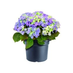 Bloempot Elho Green Basics Cilinder 65cm - Living Black -Tuinplantenwinkel green basics cilinder 65cm bloempot living black 6 16