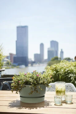 Plantenschaal Elho Greenville 33cm - Bladgroen -Tuinplantenwinkel greenville schaal 33cm bloempot bladgroen 6 13