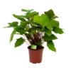 Homalomena Rubescens 'Maggy' - P19 H60 - Kamerplant 2 Homalomena Rubescens 'Maggy' - P19 H60 - Kamerplant -Tuinplantenwinkel homalomena rubescens maggy p19 h60 1 2