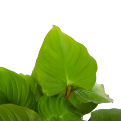 Homalomena Rubescens 'Maggy' - P19 H60 - Kamerplant 6 Homalomena Rubescens 'Maggy' - P19 H60 - Kamerplant -Tuinplantenwinkel homalomena rubescens maggy p19 h60 5 2