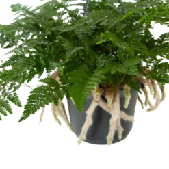 Humata Tyermannii - In Hangpot - P17 H30 - Kamerplant -Tuinplantenwinkel humata tyermannii in hangpot p17 h30 5