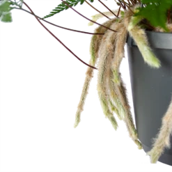 Humata Tyermannii - In Hangpot - P17 H30 - Kamerplant -Tuinplantenwinkel humata tyermannii in hangpot p17 h30 6