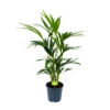 Kentiapalm - Howea Forsteriana - P19 H80 - Kamerplant 1 Kentiapalm - Howea Forsteriana - P19 H80 - Kamerplant -Tuinplantenwinkel kentiapalm howea forsteriana p19 h80 1