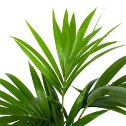 Kentiapalm - Howea Forsteriana - P19 H80 - Kamerplant 7 Kentiapalm - Howea Forsteriana - P19 H80 - Kamerplant -Tuinplantenwinkel kentiapalm howea forsteriana p19 h80 5
