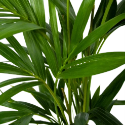 Kentiapalm - Howea Forsteriana - P19 H80 - Kamerplant 8 Kentiapalm - Howea Forsteriana - P19 H80 - Kamerplant -Tuinplantenwinkel kentiapalm howea forsteriana p19 h80 6