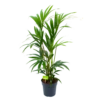 Kentiapalm - Howea Forsteriana - P19 H90 - Kamerplant 1 Kentiapalm - Howea Forsteriana - P19 H90 - Kamerplant -Tuinplantenwinkel kentiapalm howea forsteriana p19 h90 1 1
