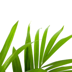 Kentiapalm - Howea Forsteriana - P19 H90 - Kamerplant 6 Kentiapalm - Howea Forsteriana - P19 H90 - Kamerplant -Tuinplantenwinkel kentiapalm howea forsteriana p19 h90 5 1