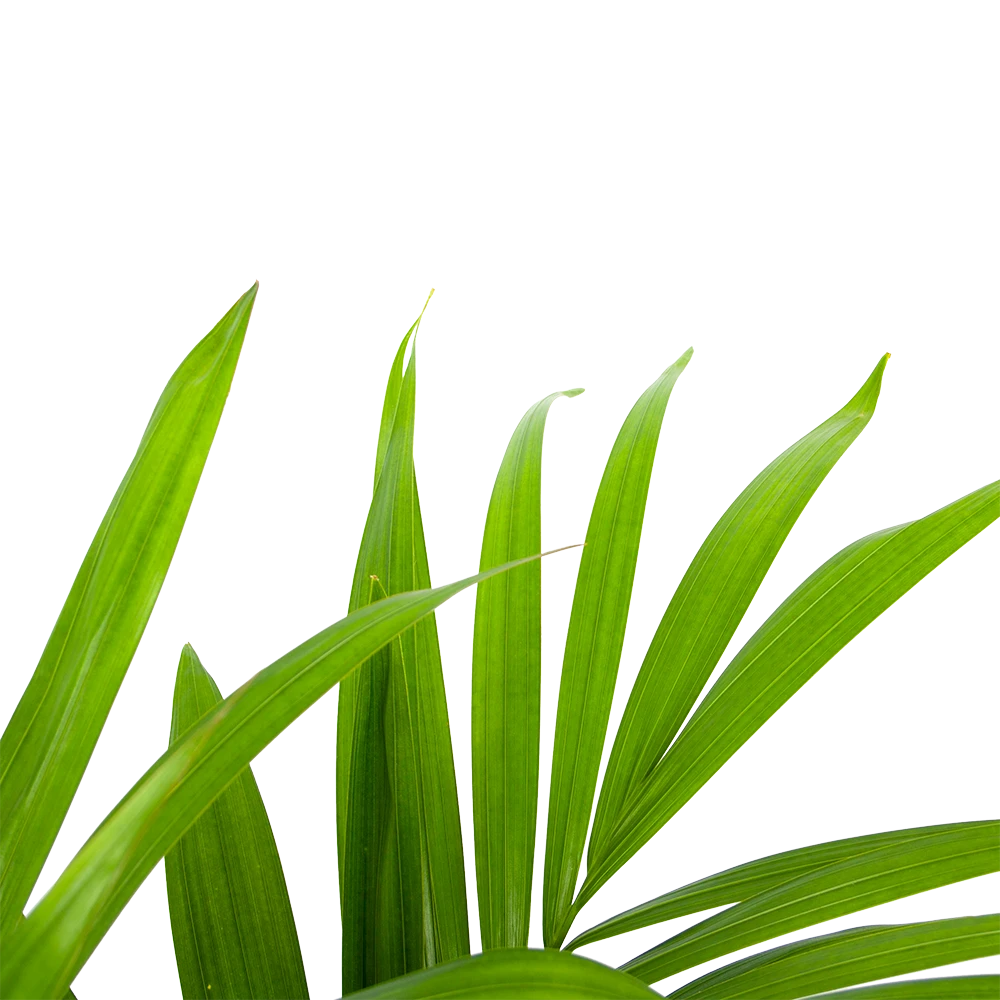 Kentiapalm - Howea Forsteriana - P19 H90 - Kamerplant 4 Kentiapalm - Howea Forsteriana - P19 H90 - Kamerplant - Afbeelding 2