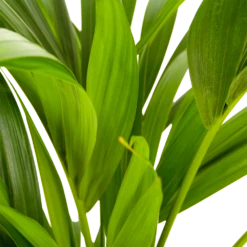 Kentiapalm - Howea Forsteriana - P21 H100 - Kamerplant -Tuinplantenwinkel kentiapalm howea forsteriana p21 h100 5