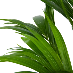 Kentiapalm - Howea Forsteriana - P21 H120 - Kamerplant 8 Kentiapalm - Howea Forsteriana - P21 H120 - Kamerplant -Tuinplantenwinkel kentiapalm howea forsteriana p21 h120 6