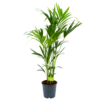 Kentiapalm - Howea Forsteriana - P24 H140 - Kamerplant 1 Kentiapalm - Howea Forsteriana - P24 H140 - Kamerplant -Tuinplantenwinkel kentiapalm howea forsteriana p24 h140 1 1